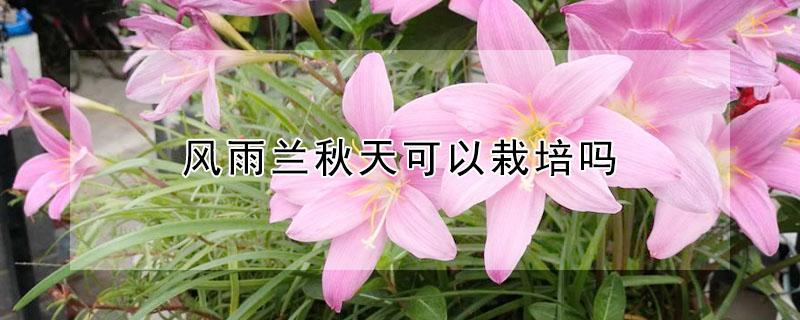 风雨兰秋天可以栽培吗（风雨兰秋天可以栽培吗视频）
