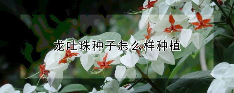 龙吐珠种子怎么样种植（龙吐珠种子怎么样种植的）