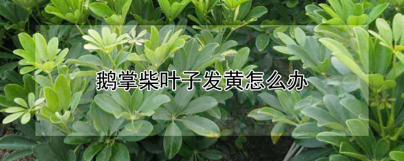 鹅掌柴叶子发黄怎么办（鹅掌柴叶子发黄掉落怎么补救）