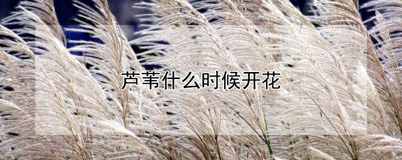 芦苇什么时候开花 芦苇什么时候开花,花是什么颜色?