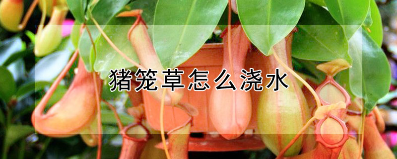 猪笼草怎么浇水 猪笼草的笼子能灌水吗
