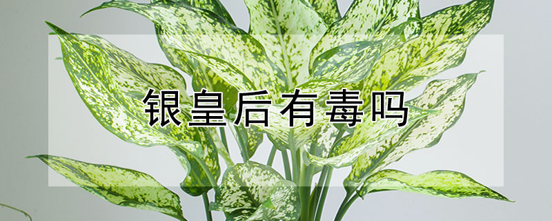 银皇后有毒吗 万年青银皇后有毒吗