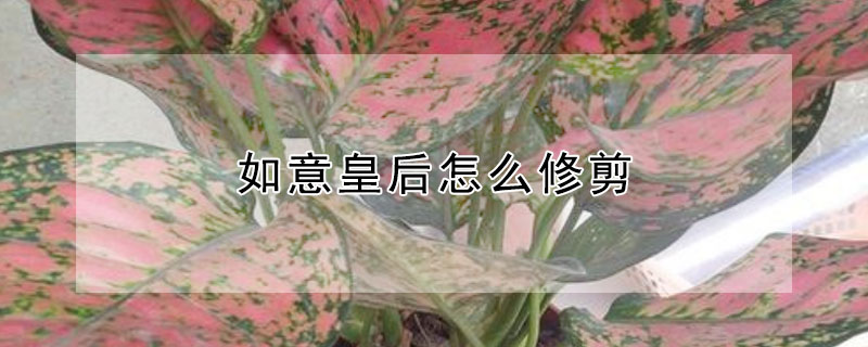 如意皇后怎么修剪（如意皇后怎么修剪枝条）