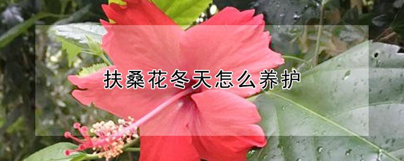 扶桑花冬天怎么养护（扶桑花冬天怎么养护视频）