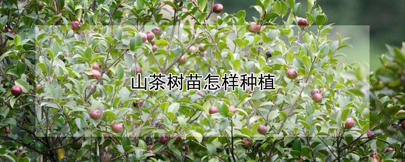 山茶树苗怎样种植 山茶树苗怎样种植视频教程