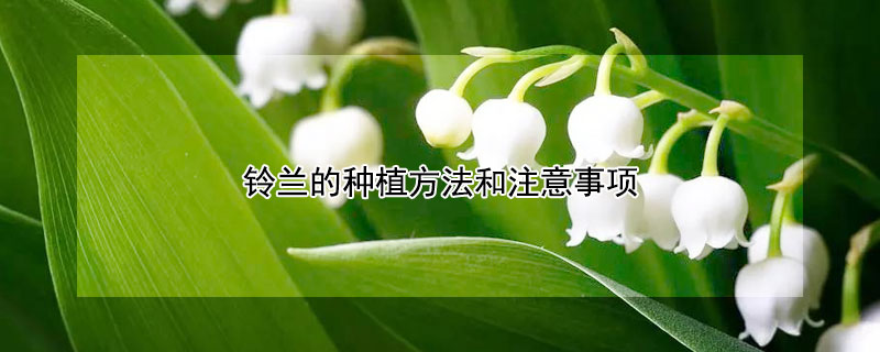 铃兰的种植方法和注意事项 铃兰花的种植方法和注意事项