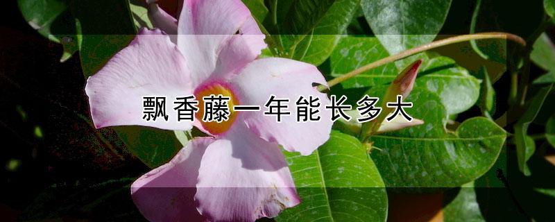 飘香藤一年能长多大 飘香藤一年能开几次花