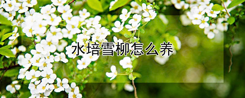 水培雪柳怎么养（水培雪柳怎么养护）