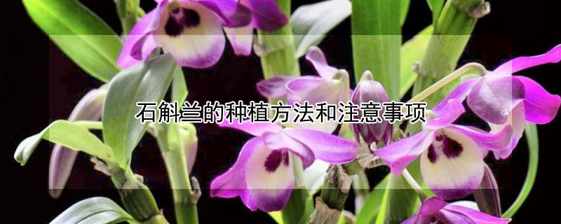 石斛兰的种植方法和注意事项（石斛兰如何种植方法）