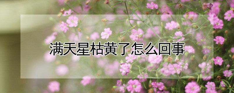 满天星枯黄了怎么回事（满天星枯黄怎么办）
