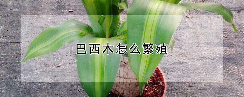 巴西木怎么繁殖（巴西木怎么繁殖如何扦插能成活）