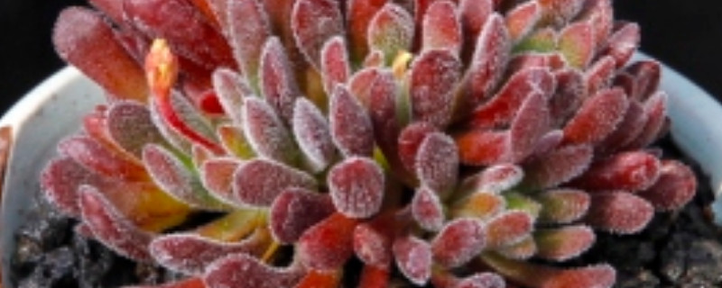 多肉梦椿的养殖方法 多肉植物梦椿怎么养