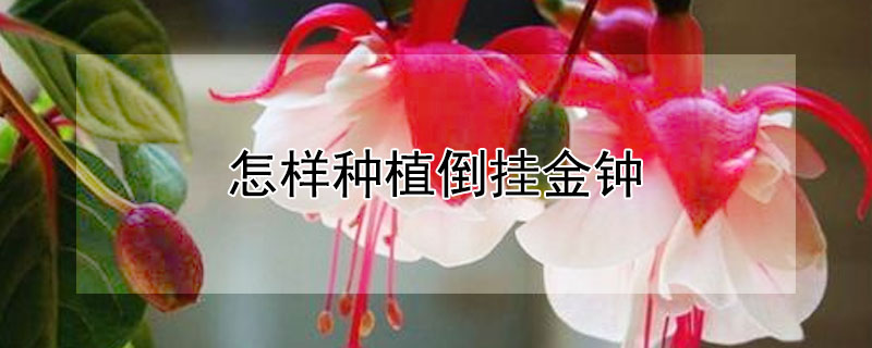 怎样种植倒挂金钟 怎样种植倒挂金钟植物