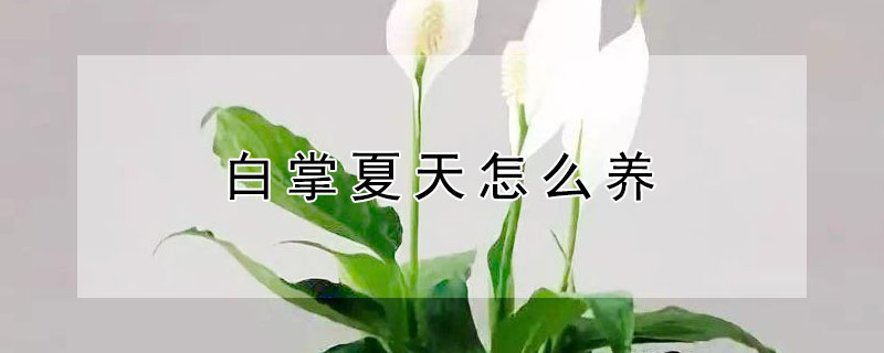 白掌夏天怎么养（白掌夏天怎么养才能更旺盛）