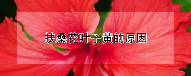 扶桑花叶子黄的原因（扶桑花的叶子发黄脱落是怎么回事）