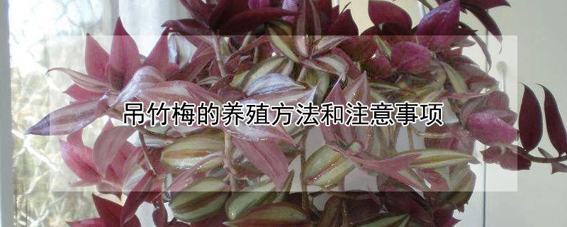 吊竹梅的养殖方法和注意事项 青叶吊竹梅的养殖方法和注意事项