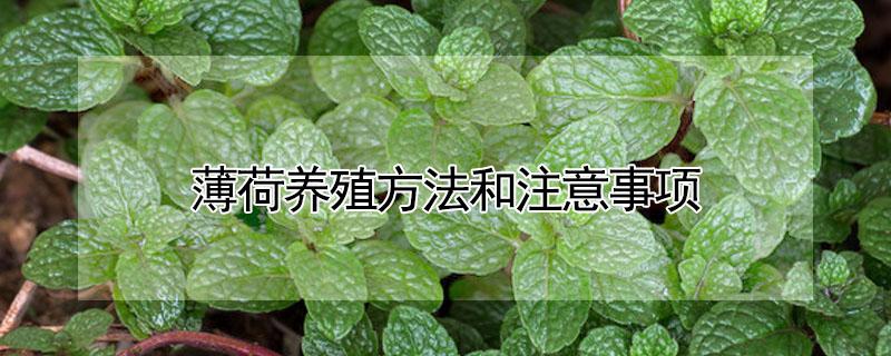 薄荷养殖方法和注意事项 薄荷养殖方法和注意事项浇水