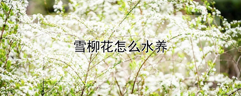 雪柳花怎么水养 雪柳花水养加糖可以吗