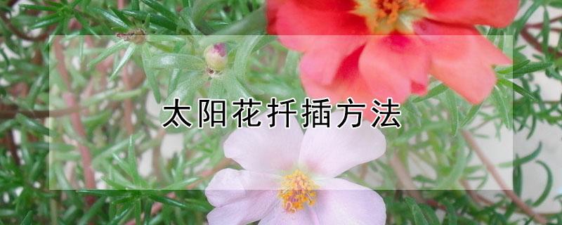太阳花扦插方法（太阳花扦插方法和时间）