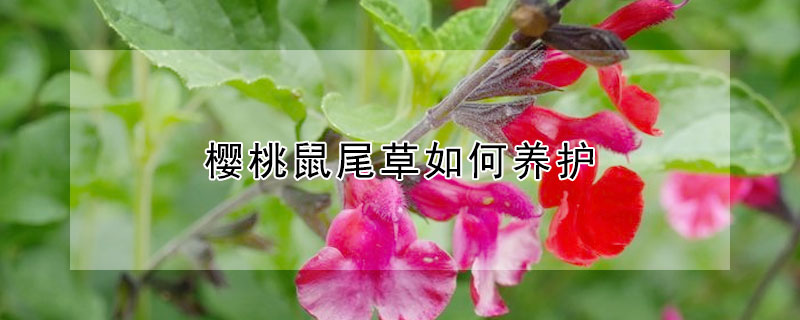 樱桃鼠尾草如何养护 樱桃鼠尾草如何养护视频