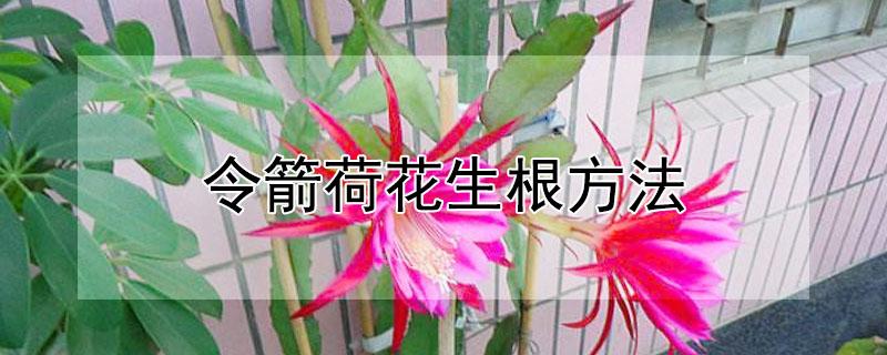 令箭荷花生根方法（令箭荷花根系）