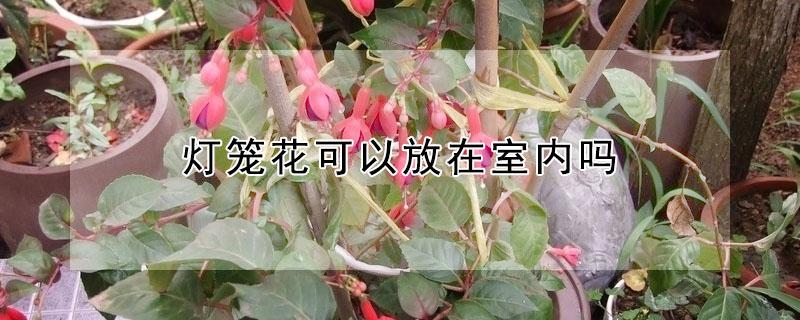 灯笼花可以放在室内吗 灯笼花可以放在室内吗风水好吗