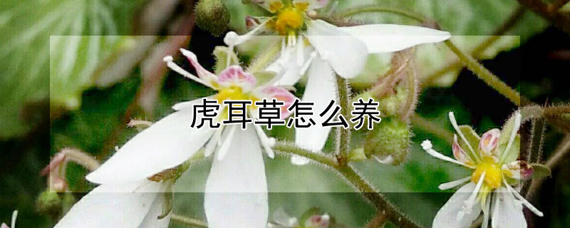 虎耳草怎么养 七变化虎耳草怎么养