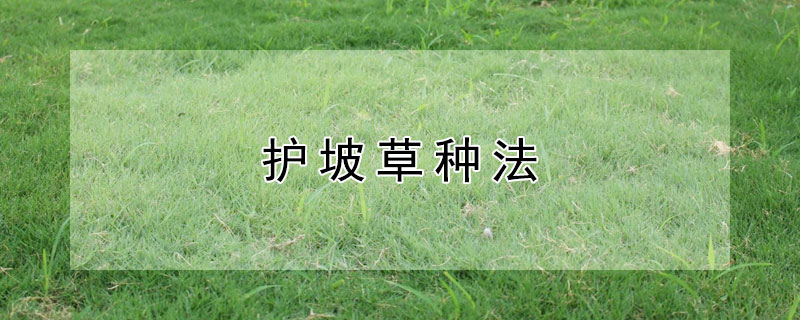 护坡草种法（护坡草种子有哪些）
