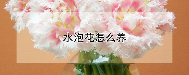 水泡花怎么养 水泡花怎么养才能养好