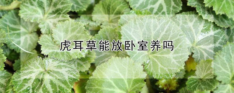 虎耳草能放卧室养吗（虎耳草能放卧室养吗风水好吗）