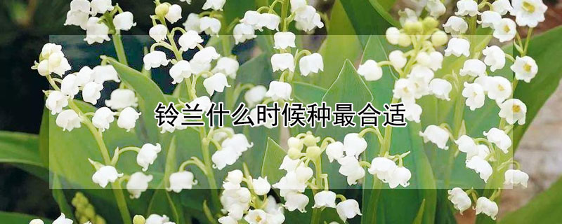 铃兰什么时候种最合适（铃兰花苗什么时候种最合适）