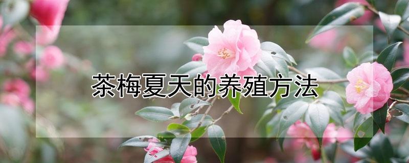 茶梅夏天的养殖方法（茶梅夏天的养殖方法和技术）