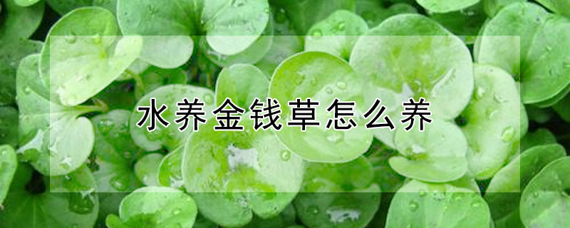 水养金钱草怎么养 水养金钱草怎么养又矮又壮