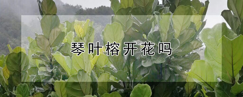 琴叶榕开花吗（琴叶榕开花吗开什么花）