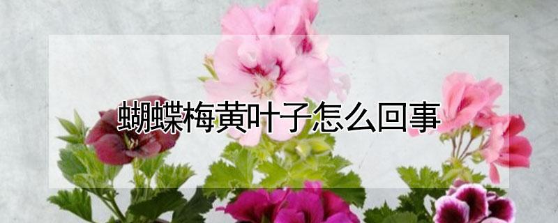 蝴蝶梅黄叶子怎么回事（蝴蝶梅黄叶子怎么回事儿）