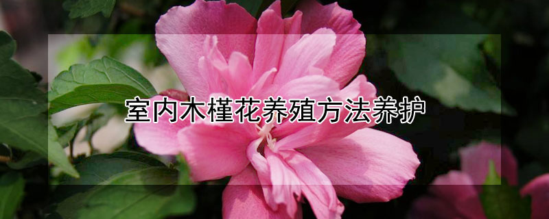室内木槿花养殖方法养护 室内木槿花怎么养殖方法
