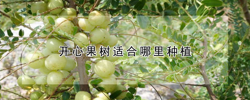 开心果树适合哪里种植 开心果产地主要在哪个省
