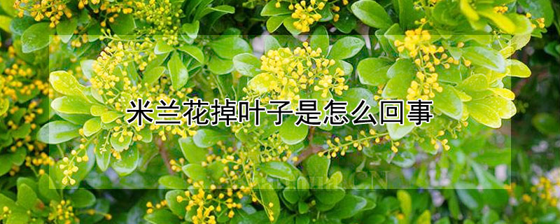 米兰花掉叶子是怎么回事（米兰花掉叶子是怎么回事啊）