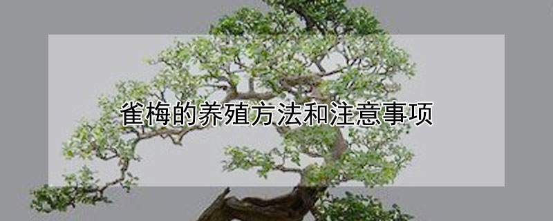 雀梅的养殖方法和注意事项 雀梅的养殖方法和注意事项视频