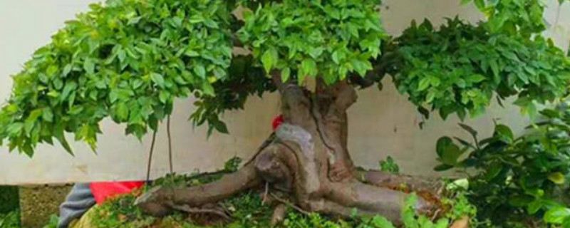 雀梅盆景种植技术（雀梅盆景的栽培与养护）