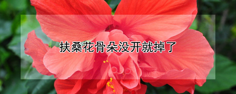 扶桑花骨朵没开就掉了 扶桑花骨朵没开就掉了怎么回事