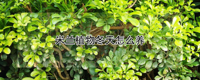 米兰植物冬天怎么养（米兰的冬天养护）