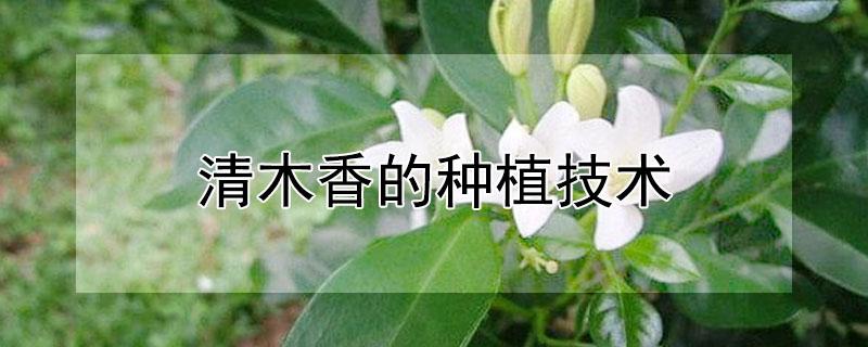 清木香的种植技术 清香木移栽的最佳方法和管理