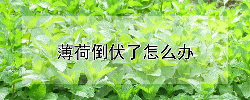 薄荷倒伏了怎么办 薄荷倒下来了叶子很软