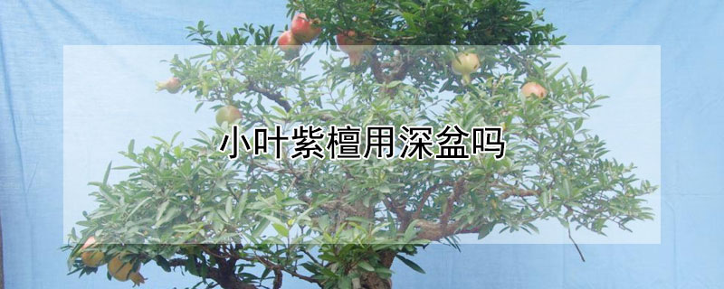 小叶紫檀用深盆吗 小叶紫檀用盆栽