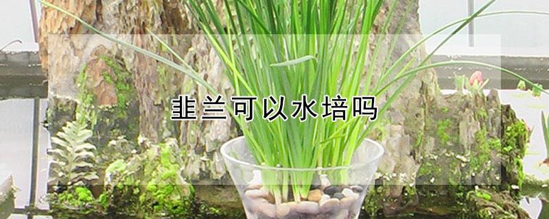 韭兰可以水培吗 韭兰可以水培吗视频