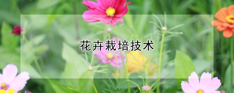 花卉栽培技术（盆景花卉栽培技术）