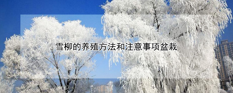 雪柳的养殖方法和注意事项盆栽 干枝雪柳的养殖方法和注意事项盆栽