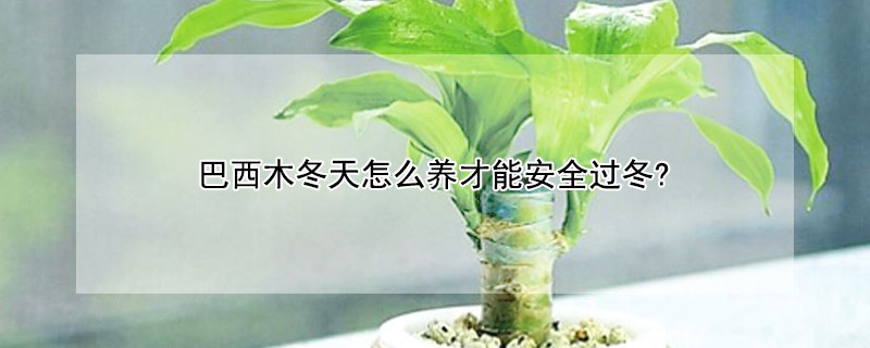 巴西木冬天怎么养才能安全过冬?（巴西木冬天能养活吗）