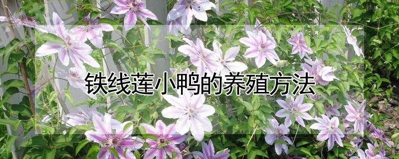 铁线莲小鸭的养殖方法 铁线莲小鸭的养殖方法图解